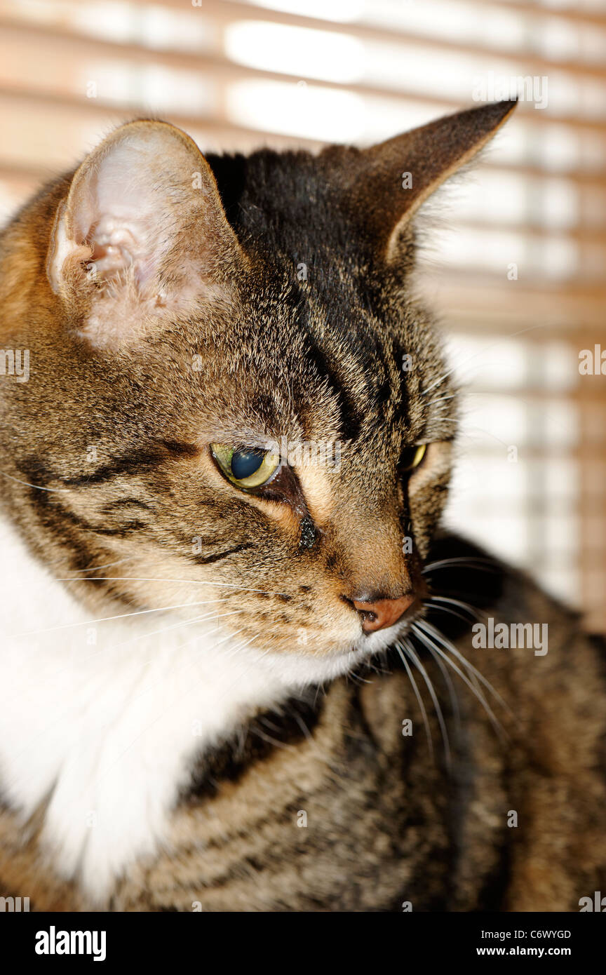 Close up of a tabby cats profile, showing eyes and white chest Stock Photo