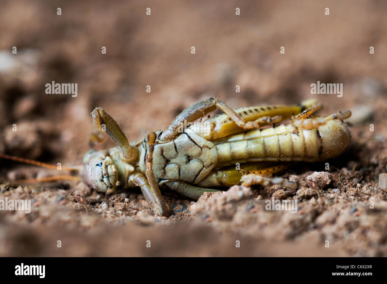 grasshopper insect caelifera short horned Stock Photo