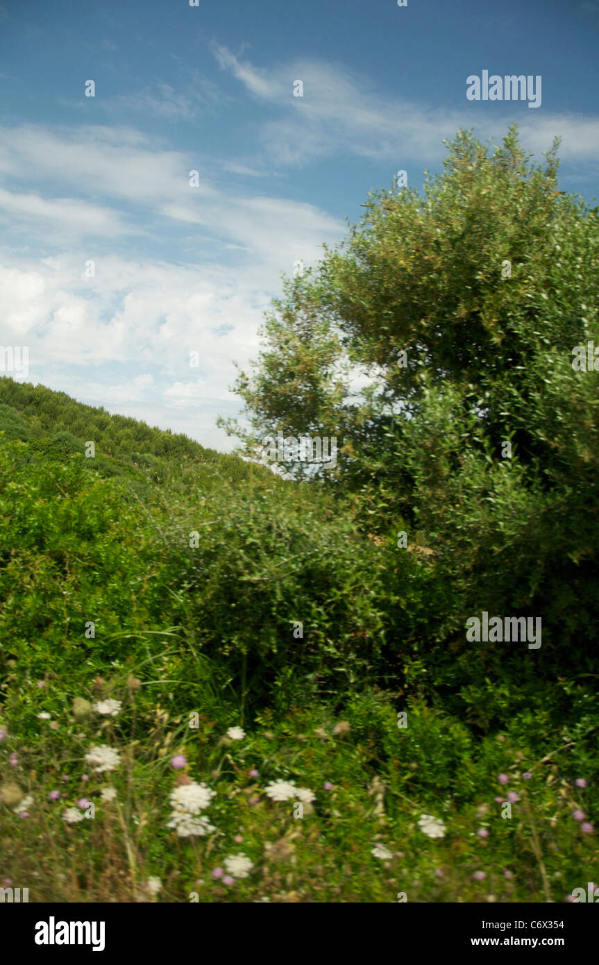 Menorca flora and fauna hi-res stock photography and images - Alamy