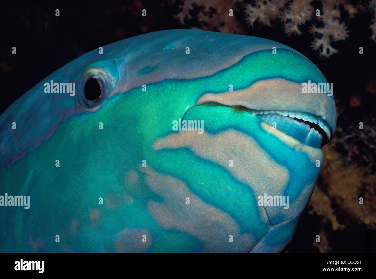 Face of Bridled Parrotfish (Scarus frenatus). Egypt, Red Sea Stock Photo