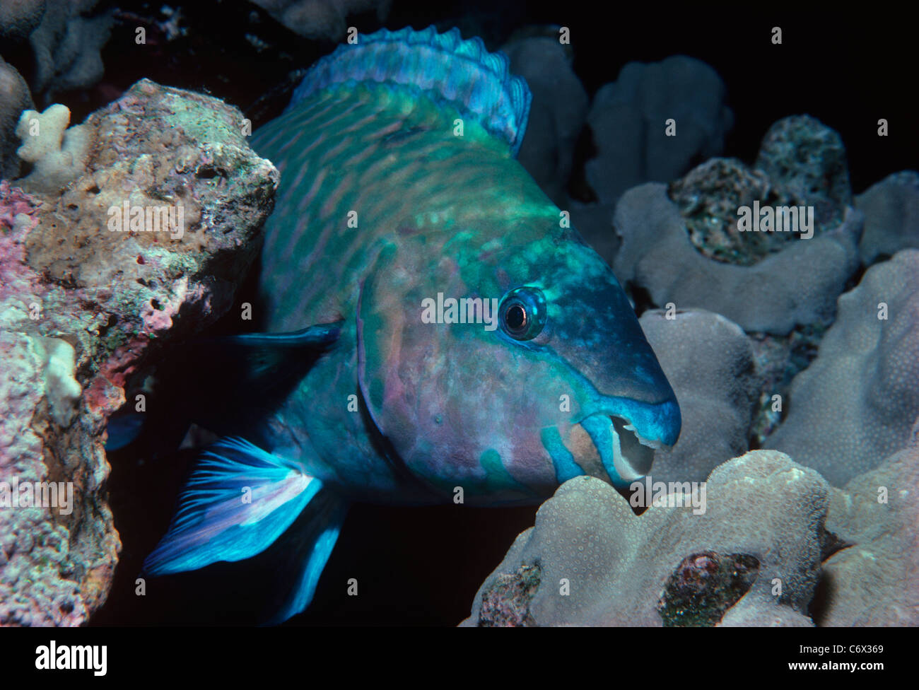 Rusty Parrotfish (Scarus ferrugineus) feeding on coral - Red Sea Stock Photo