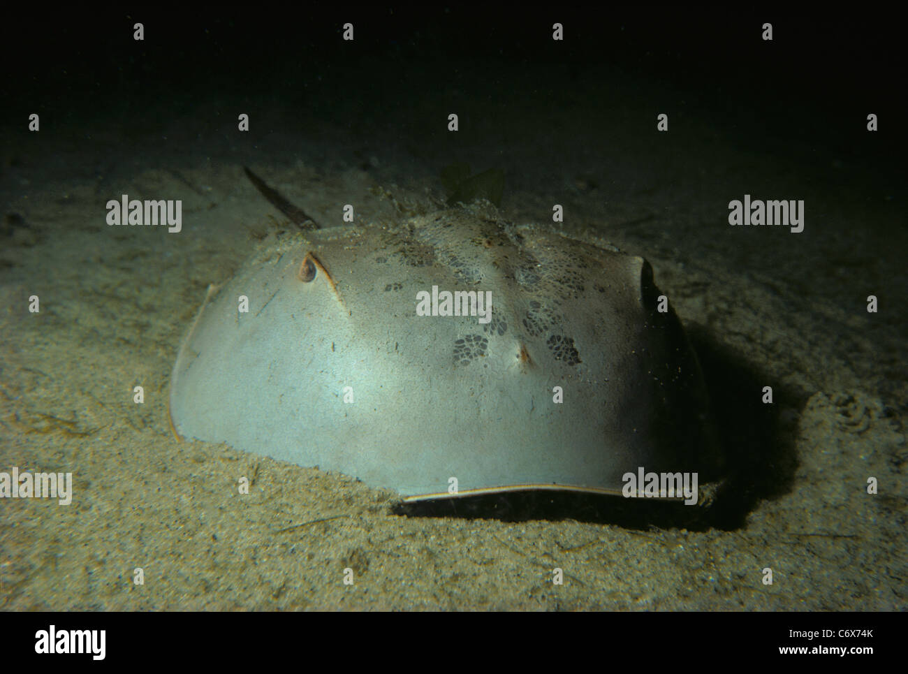 Horseshoe Crab (Limulus polyphemus) crawling in sand during full moon, Cape Cod, New England - North Atlantic Ocean Stock Photo