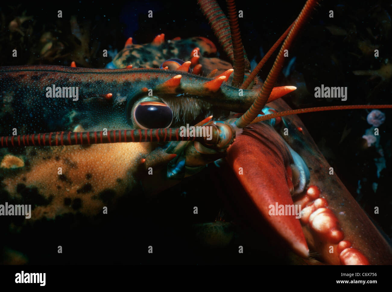 Closeup of eye of Spiny Lobster (Homarus americanus). New England, USA