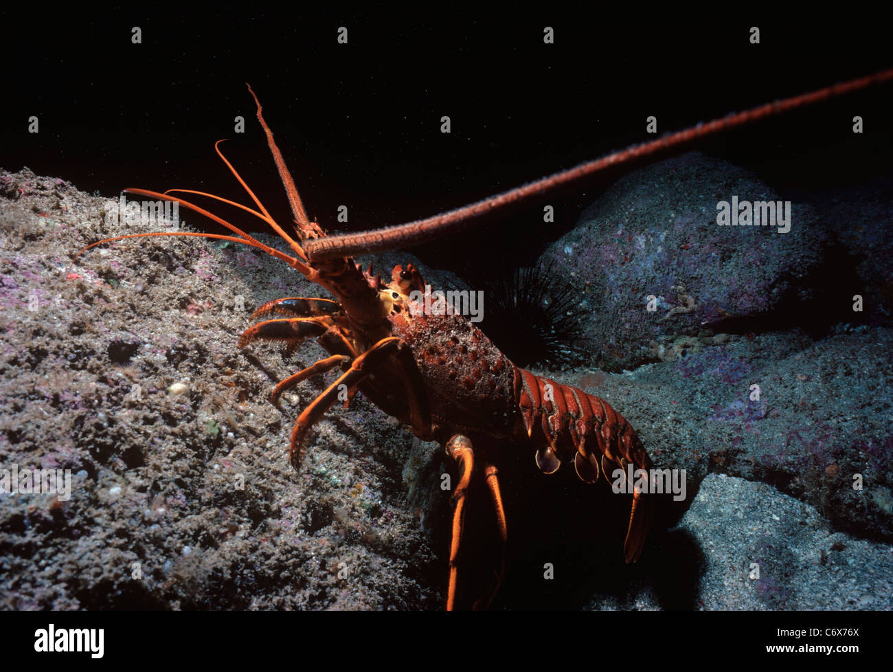 Caribbean Spiny Lobster (Panulirus argus) walking along ocean bottom. California, USA, Pacific Ocean Stock Photo