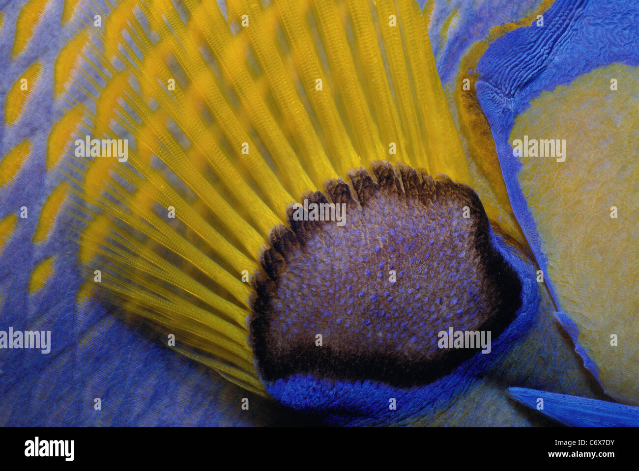Pectoral fin of Queen Angelfish (Holacanthus ciliaris), Bahamas - Caribbean Sea Stock Photo