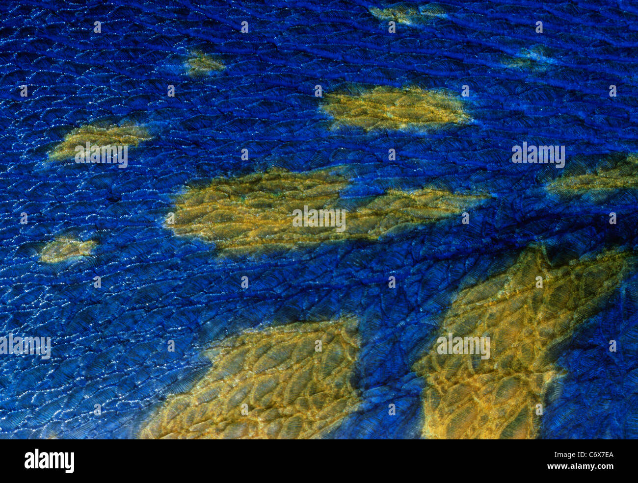 Skin of Yellowbar Angelfish (Pomacanthus maculosus) - Red Sea, Egypt Stock Photo