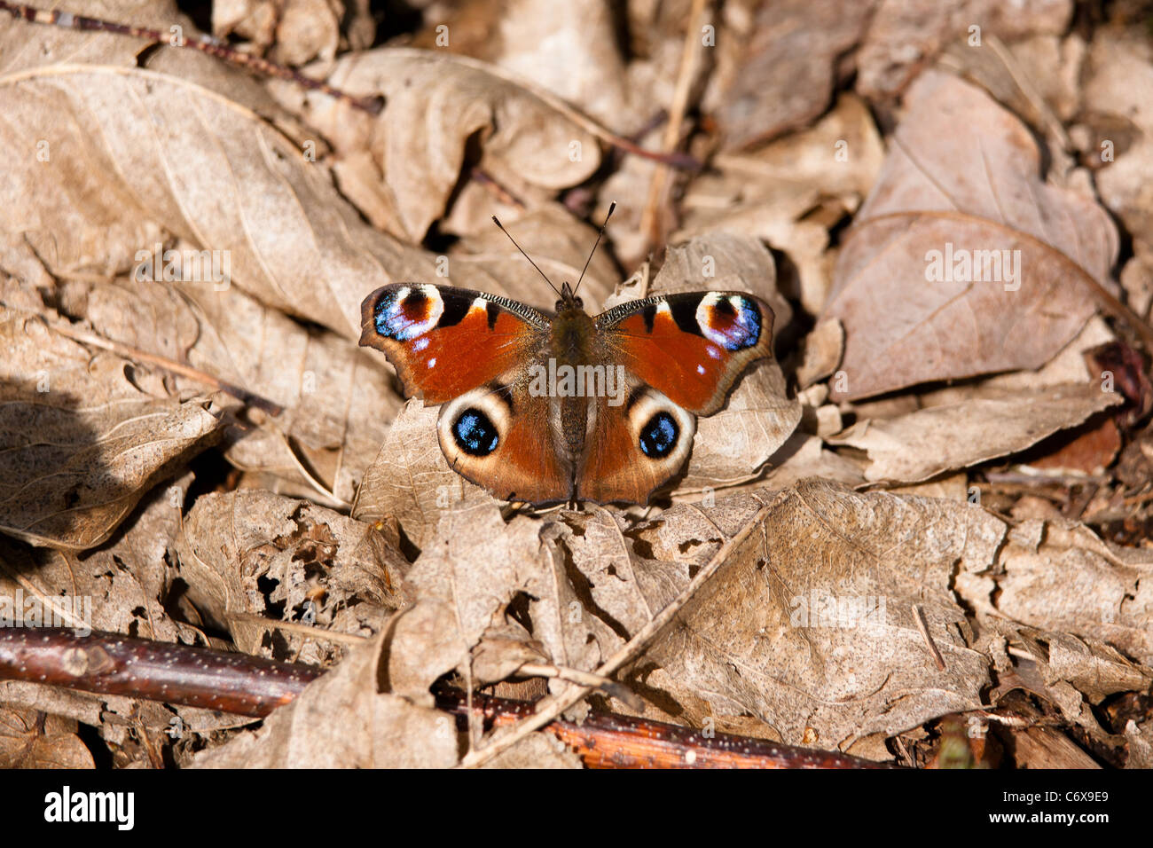 Peacock butterfly on woodland floor Stock Photo - Alamy