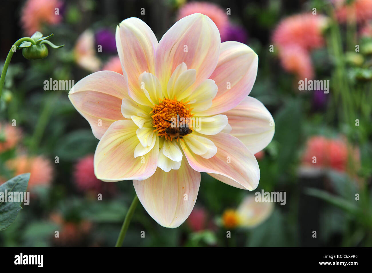 April Heather Dahlia with bee on it Stock Photo