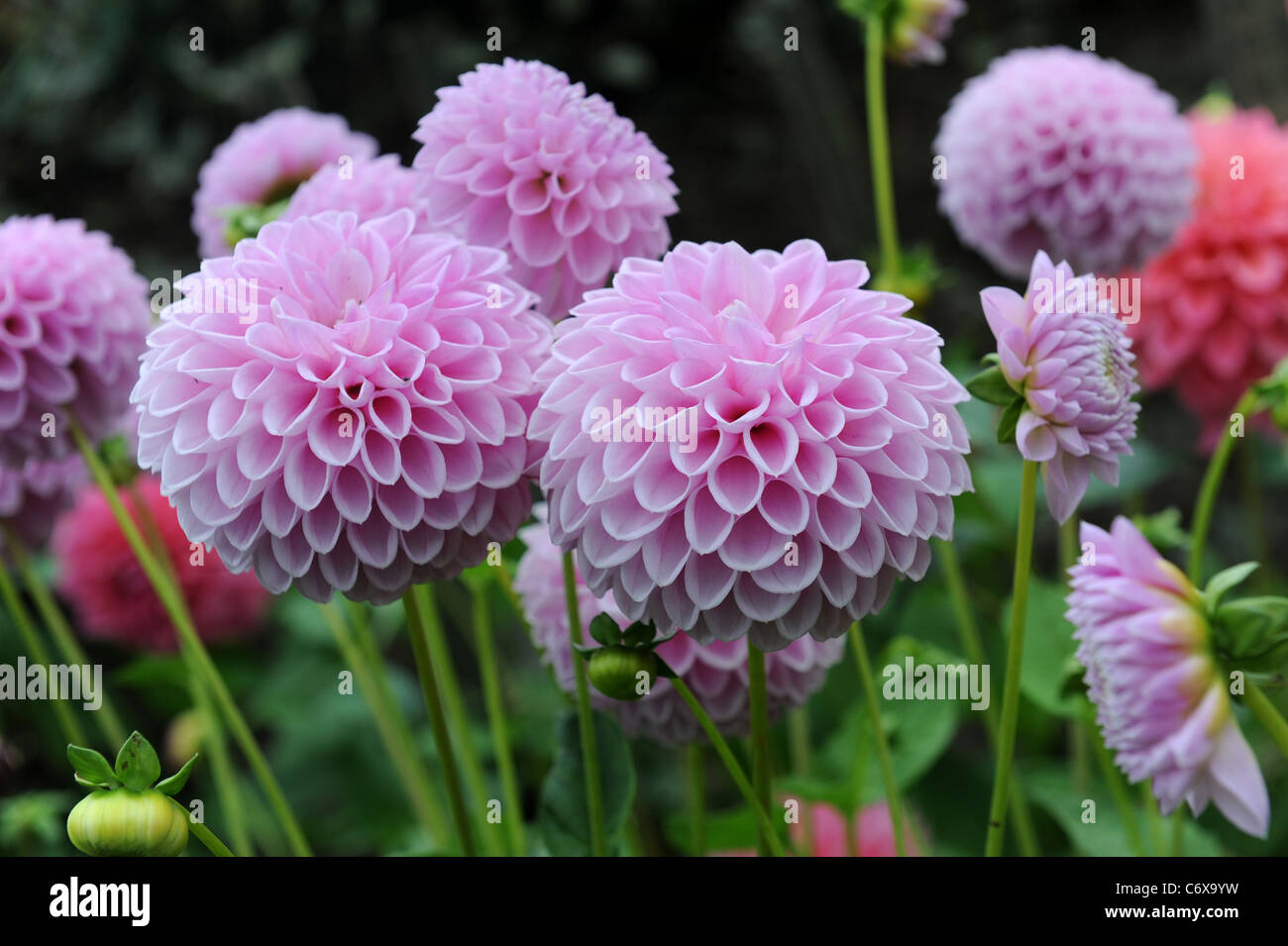 Willowfield Matthew Dahlia Stock Photo - Alamy