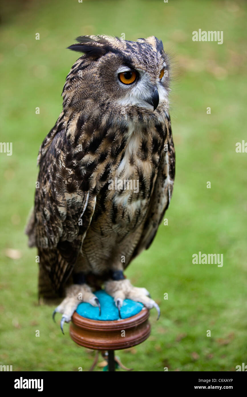 Eagle owl (latin: Bubo bubo) on perch, facing , green background. Pembrokeshire  Night bird of prey. 119962 Bird Show Stock Photo