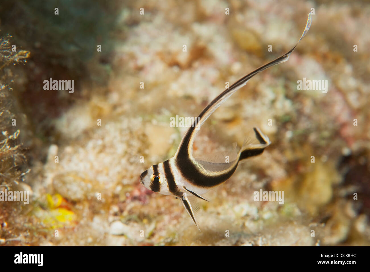 A juvenile spotted drum on a reef in Belize. Stock Photo