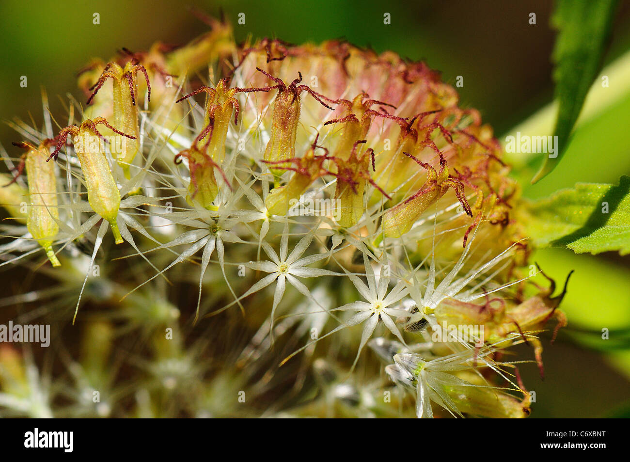 Lanceleaf blanketflower Gaillardia aestivalis seeds Stock Photo Alamy