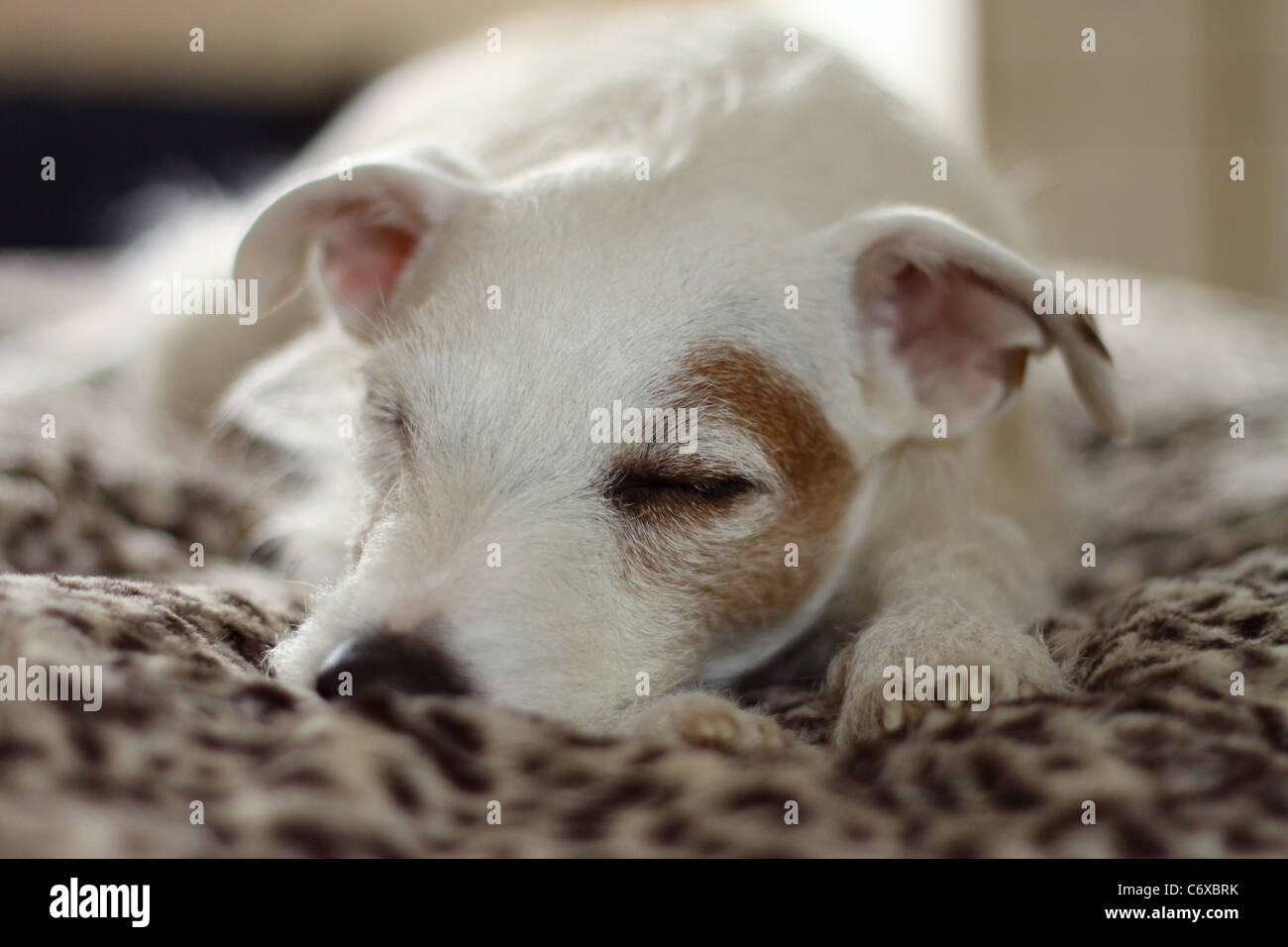 Cute dog sleeping with head on paws eyes closed. Jack Russell Terrier