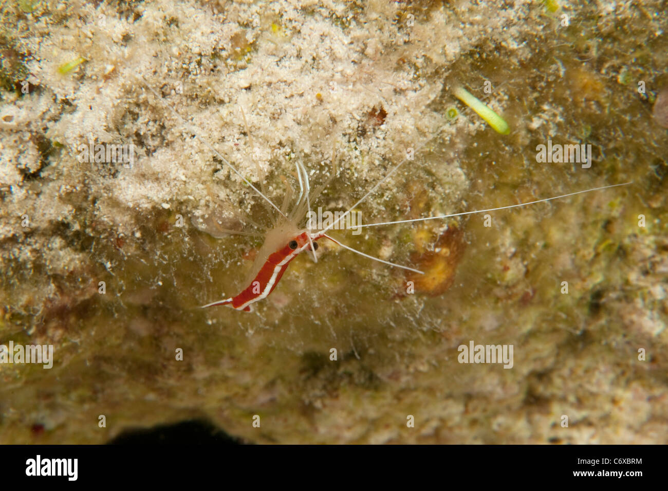 A Scarlet-striped Cleaning Shrimp on some coral in Belize. Stock Photo