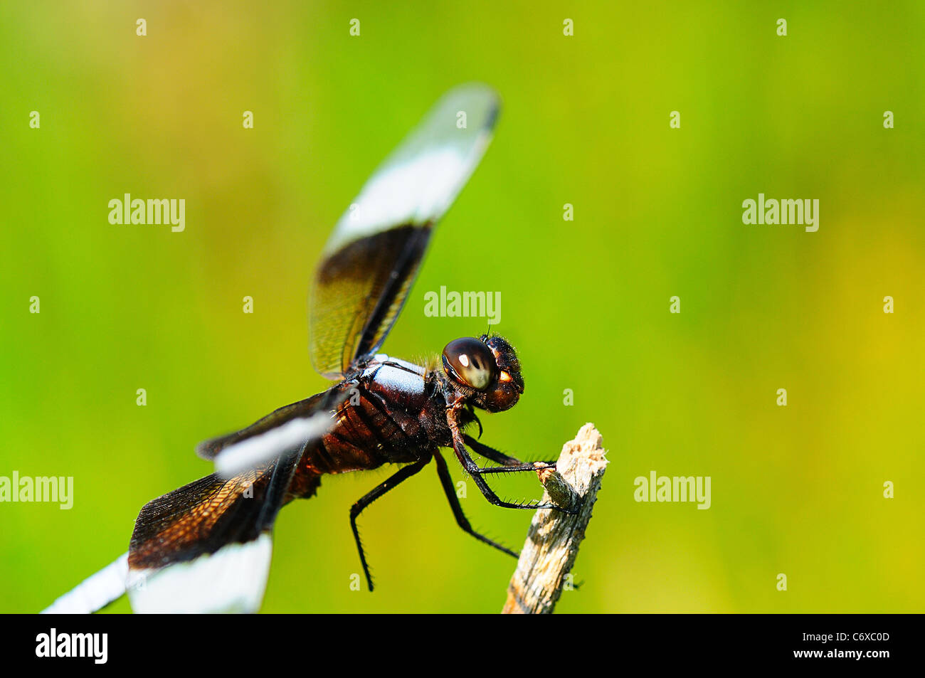 Widow Skimmer (male) resting on a twig Stock Photo - Alamy