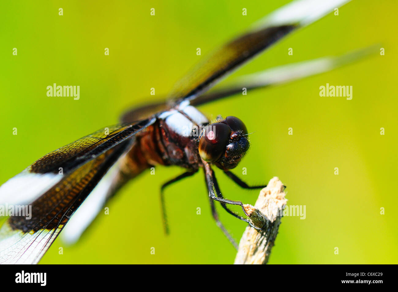 Widow Skimmer (male) resting on a twig Stock Photo - Alamy