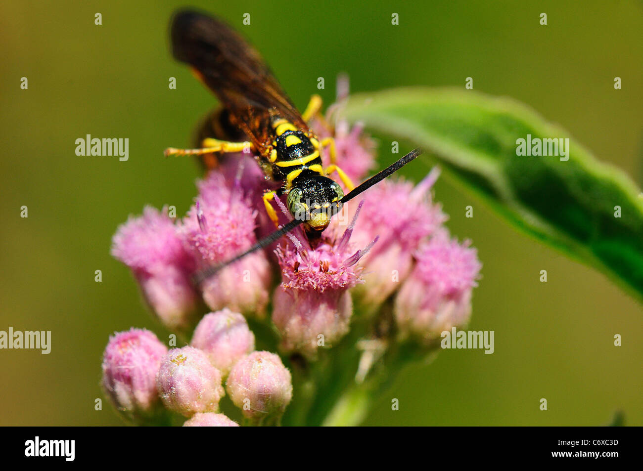Tiphiid Wasp on March Fleabane Stock Photo
