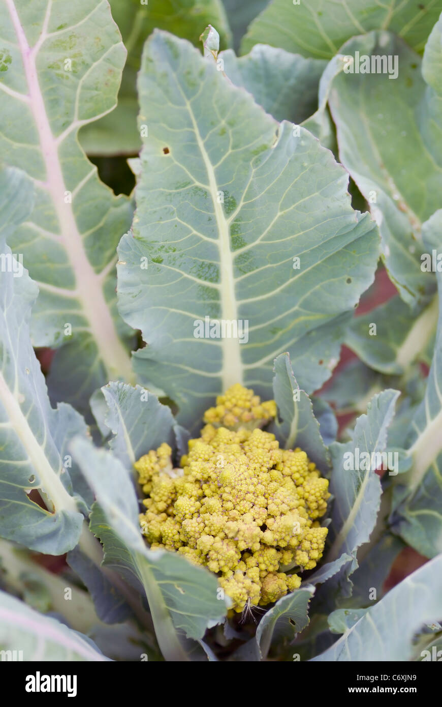 One organic Romanesc Broccoli flower growing on an allotment. Stock Photo