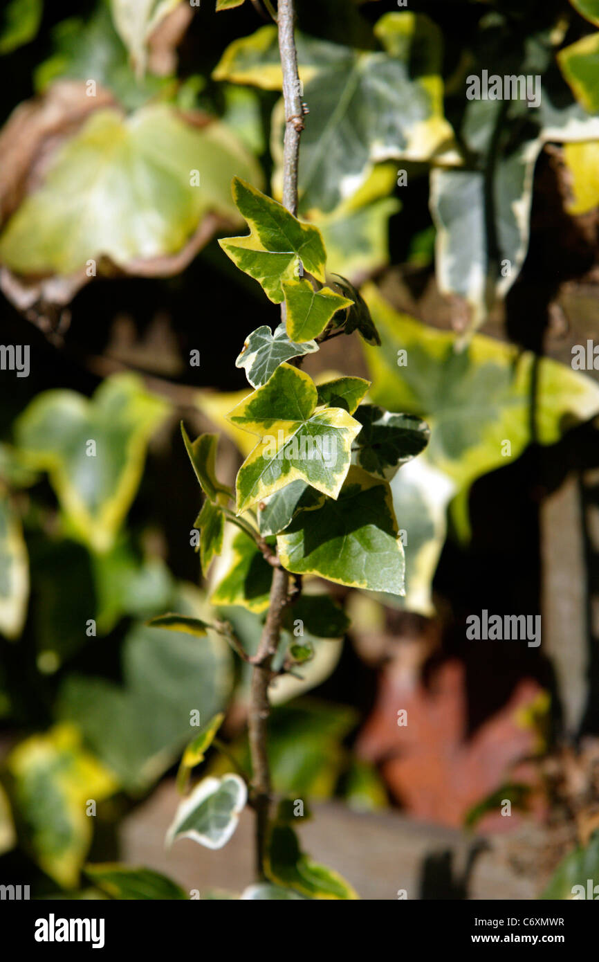 Variegated ivy plant hi-res stock photography and images - Alamy