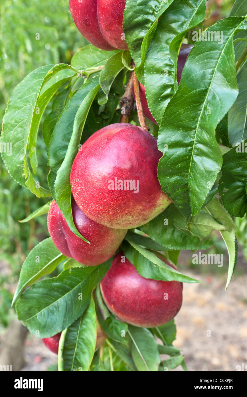 Nectarines 'Artic Blush', Stock Photo