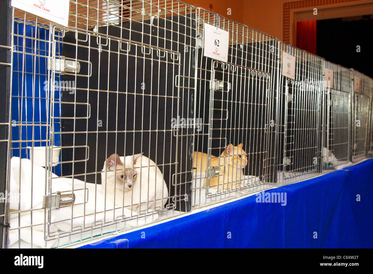 burmese cats in display cages at cat show in the uk Stock Photo