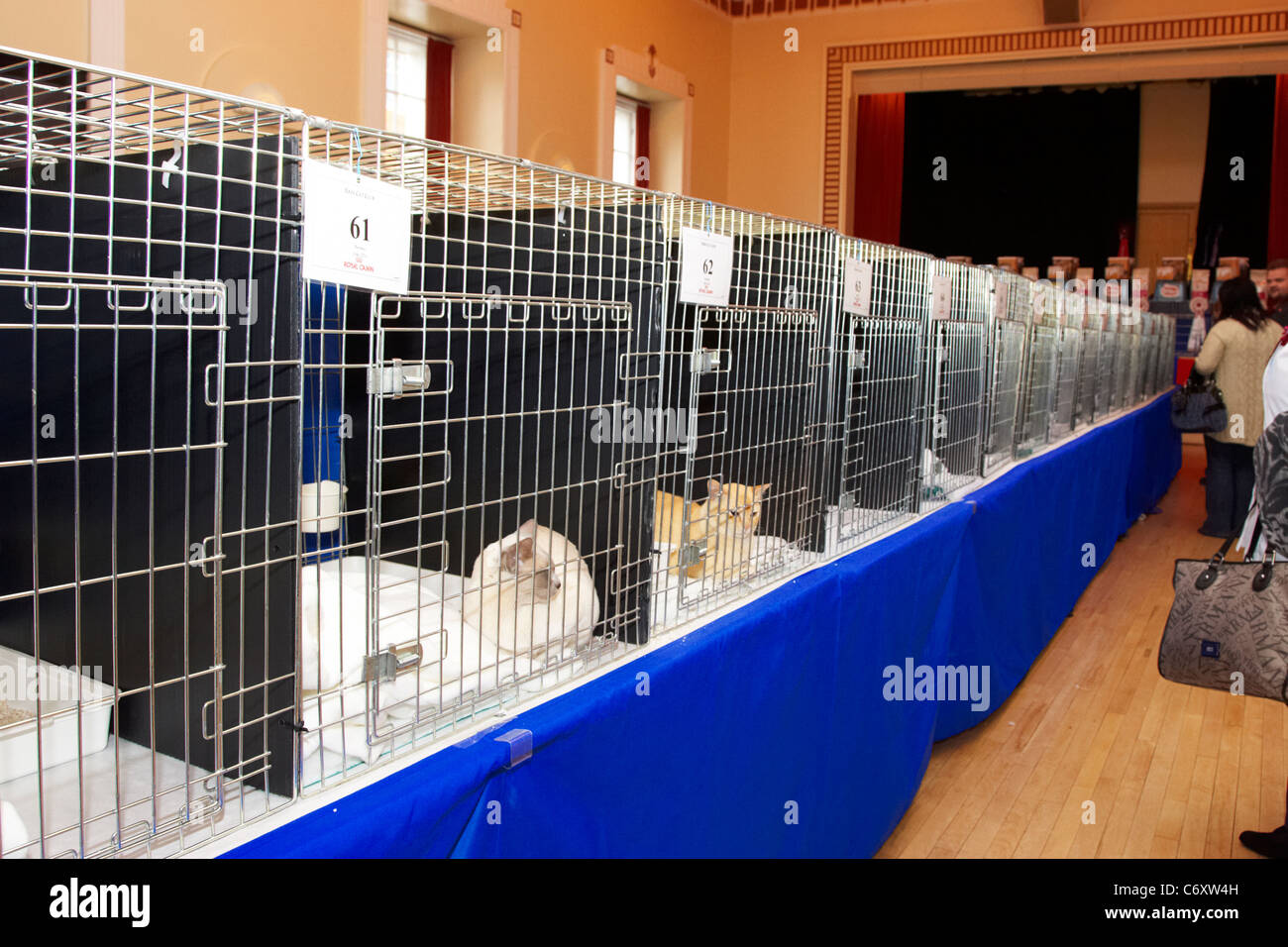 burmese cats in display cages at cat show in the uk Stock Photo Alamy