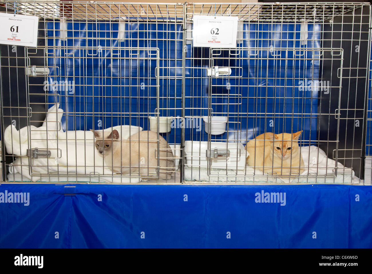 burmese cats in display cages at cat show in the uk Stock Photo Alamy