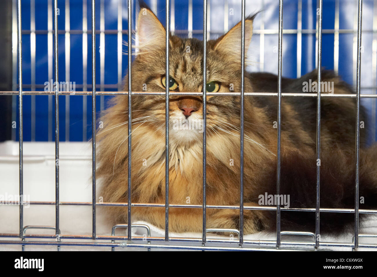 maine coon cat in a display cage at a cat show in the uk Stock Photo - Alamy