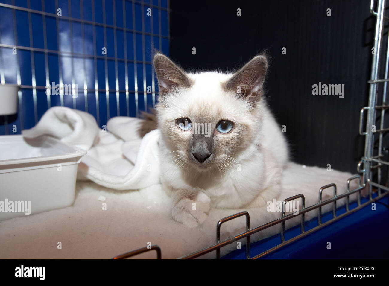 blue point birman kitten cat in display cage at a local club cat show