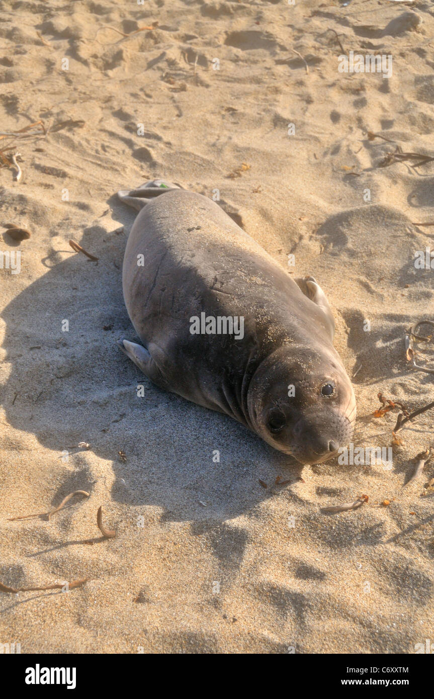 beached sea lion on the northern california coast Stock Photo