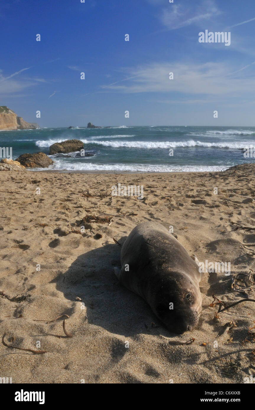 beached sea lion on the northern california coast Stock Photo