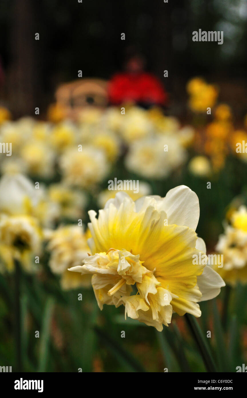 daffodils on daffodil hill california Stock Photo Alamy
