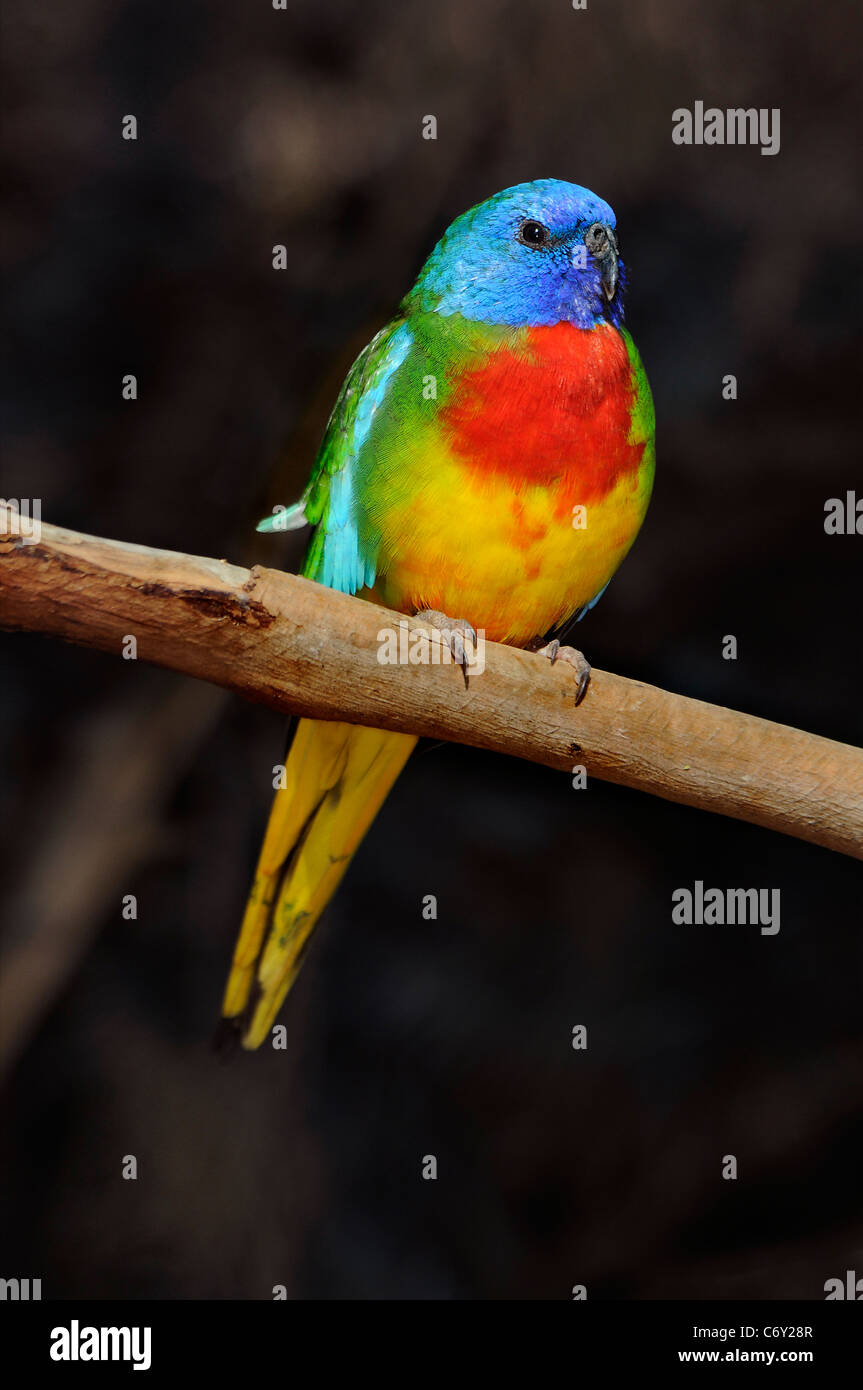 The Scarlet or Scarlet-breasted Parrot 'Neophema pulchella' Stock Photo