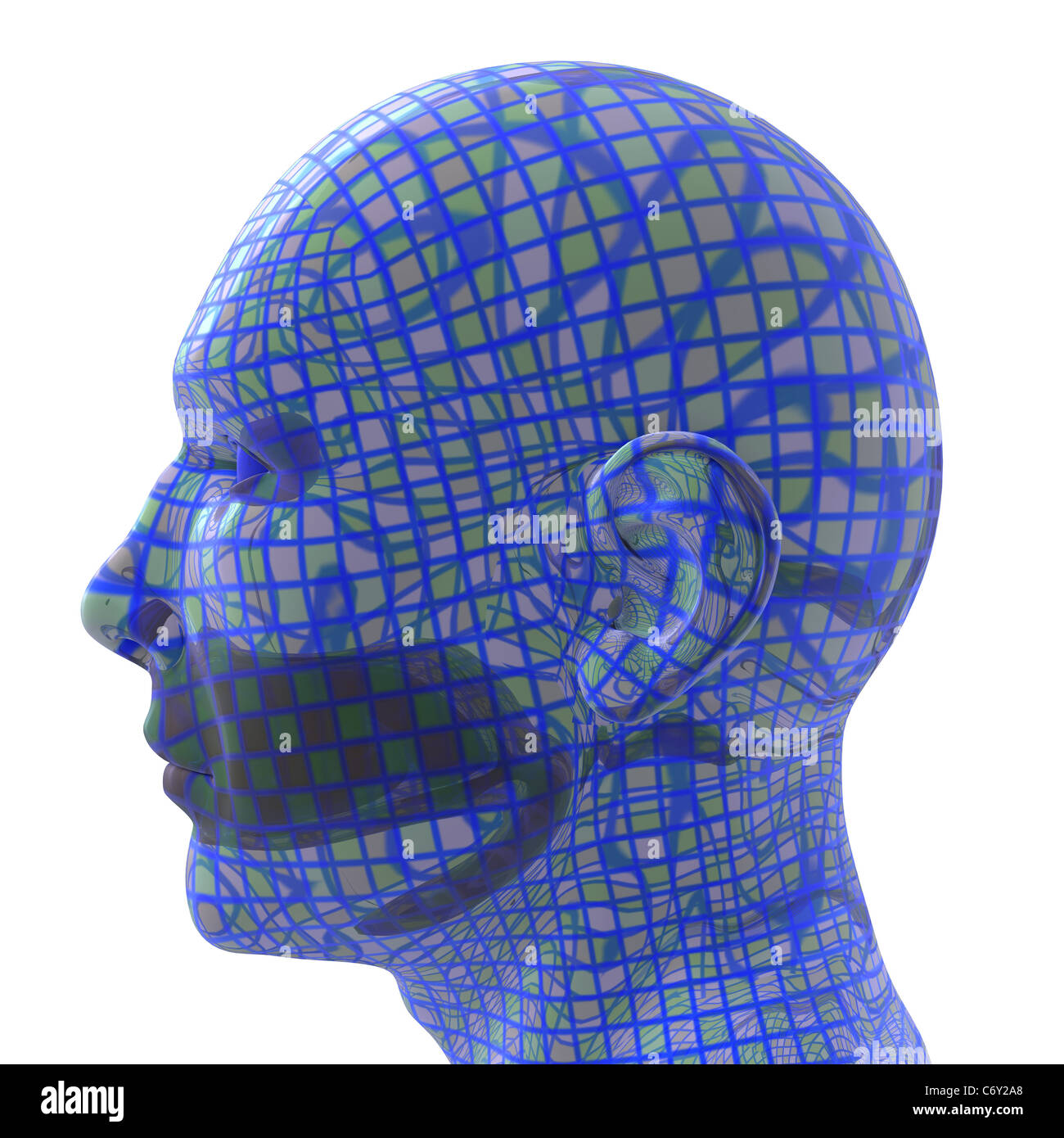 human, head, grid, map, male, bald, transparent, glass Stock Photo