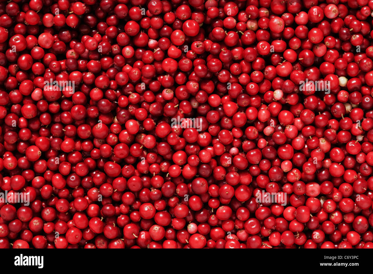 Cowberry or lingonberry (Vaccinium vitis-idaea ). Brightly red berries a cowberry in greens Stock Photo