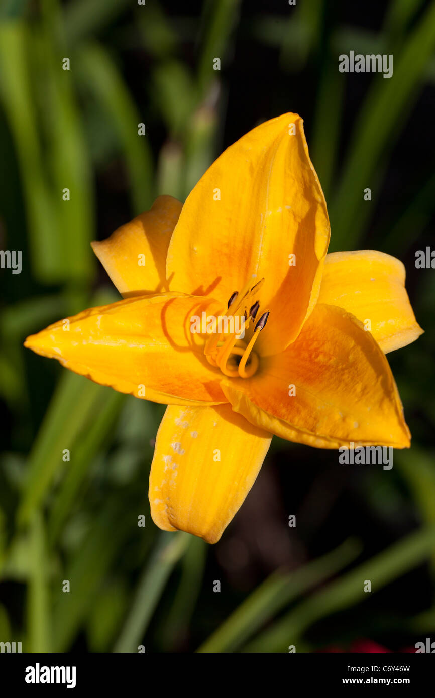 Chicago Sunrise Daylily Daglilja Hemerocallis Stock Photo Alamy chicago sunrise daylily daglilja hemerocallis stock photo alamy