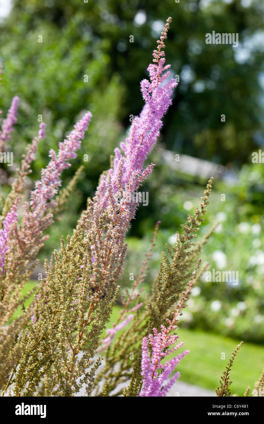 Plume Flower, Skuggastilbe (Astilbe myriantha) Stock Photo