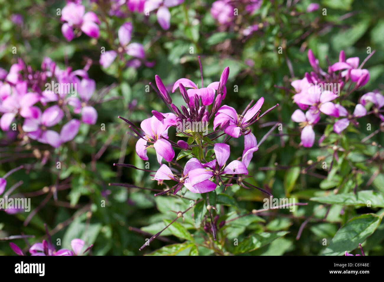 'Senorita Rosalita' Spider flower, Paradisblomster (Cleome hybrid) Stock Photo