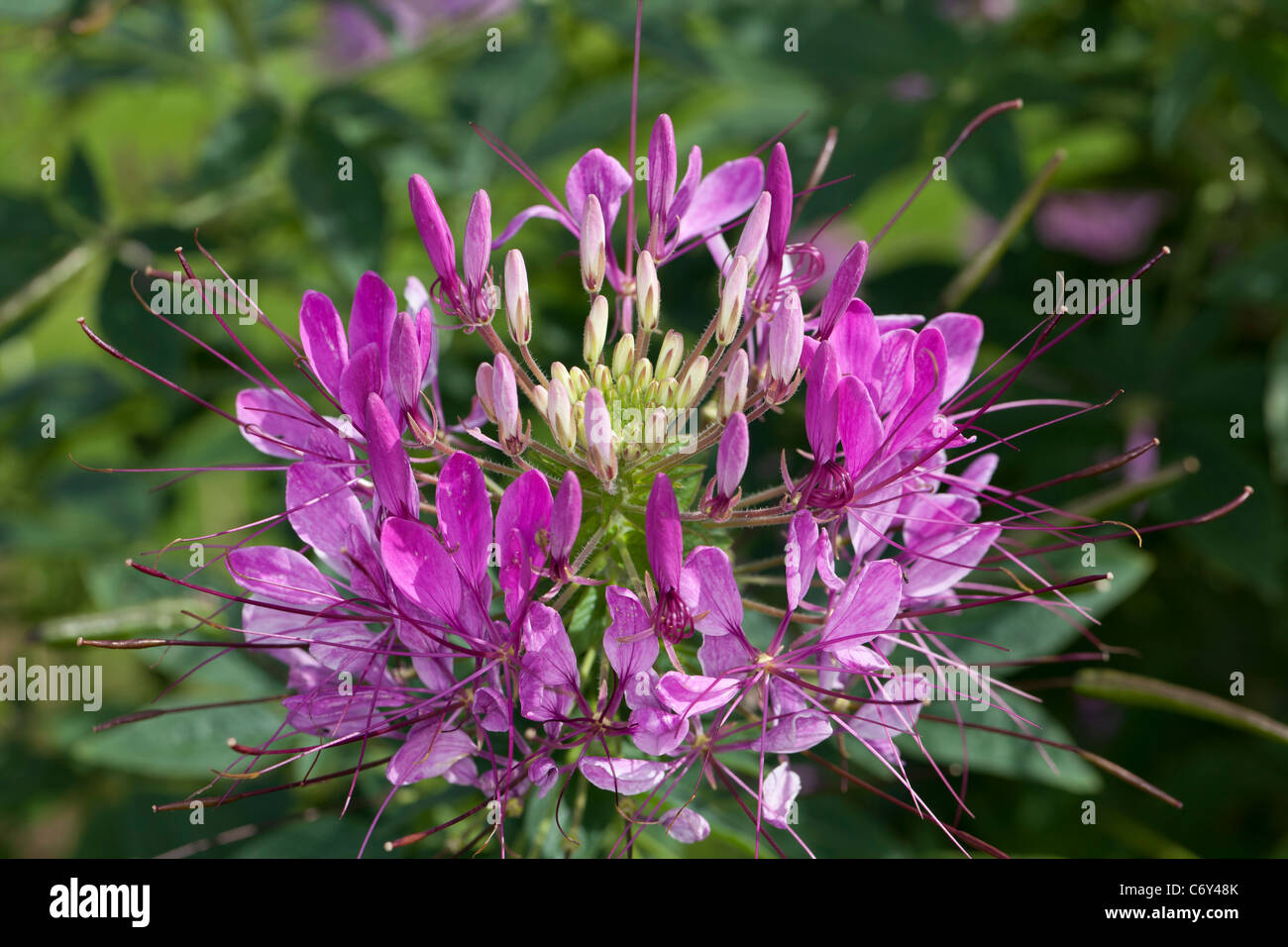 Spider flower, Paradisblomster (Cleome hassleriana) Stock Photo