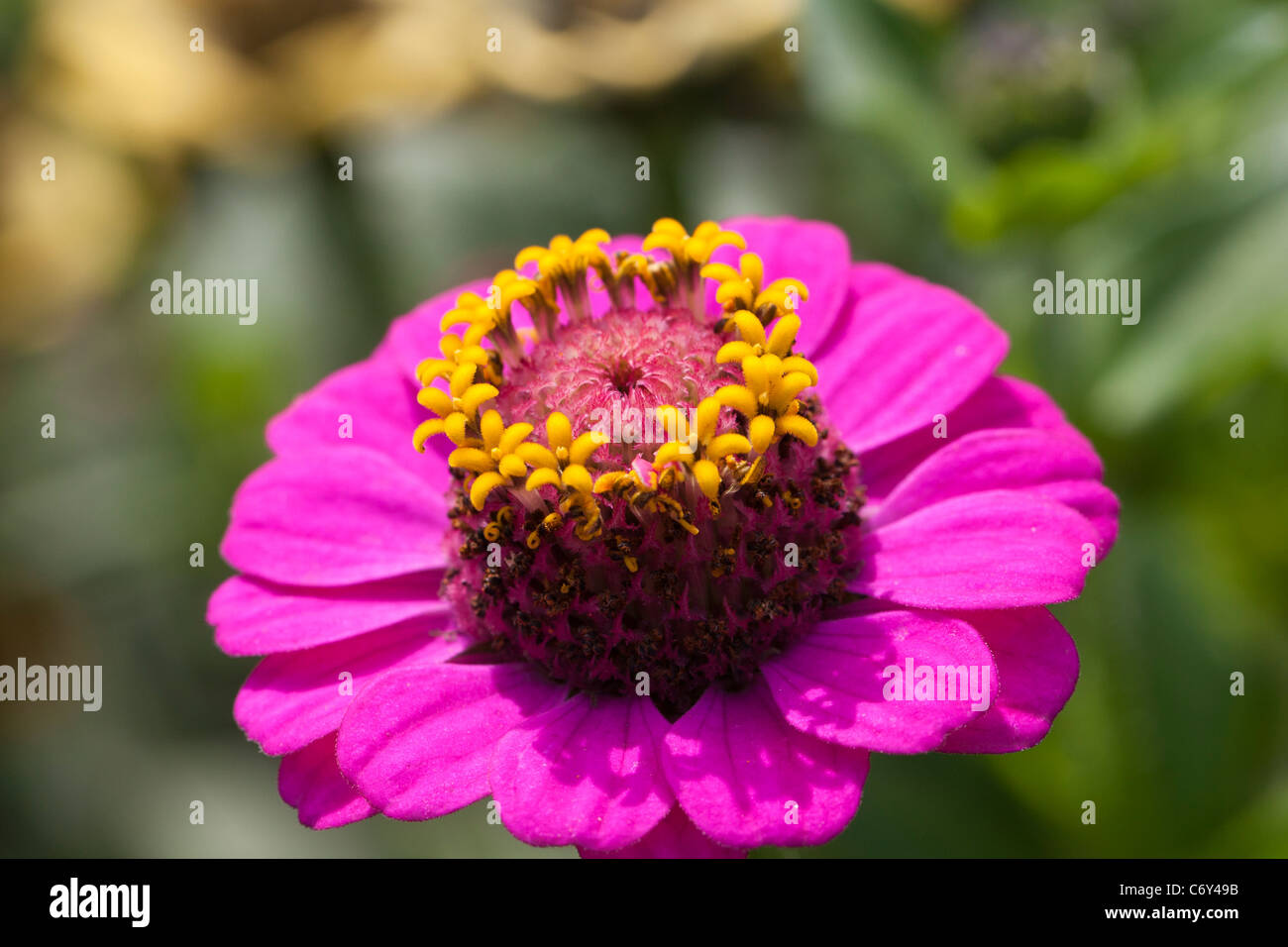 Common Zinnia Zinnia Zinnia Elegans Stock Photo Alamy