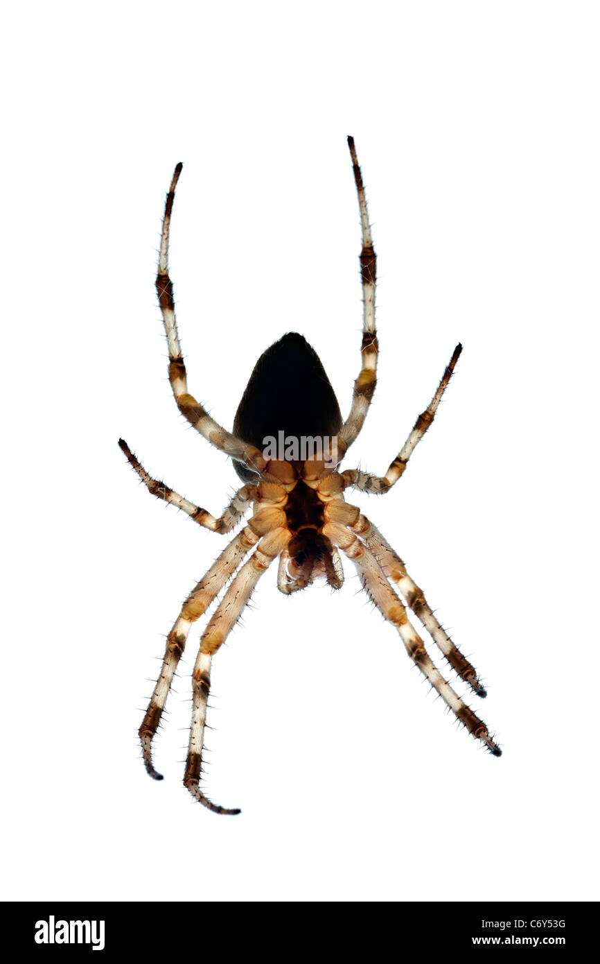 A close-up on a female garden spider (Arenatus diadematus). Épeire diadème (Araneus diadematus) femelle en gros plan. Stock Photo