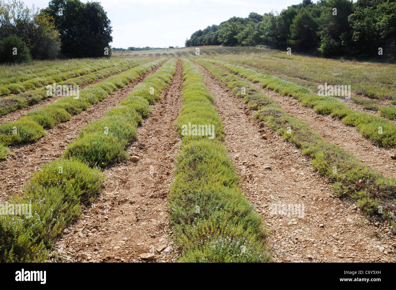 savory field on herb farm in Provence region, France Stock Photo