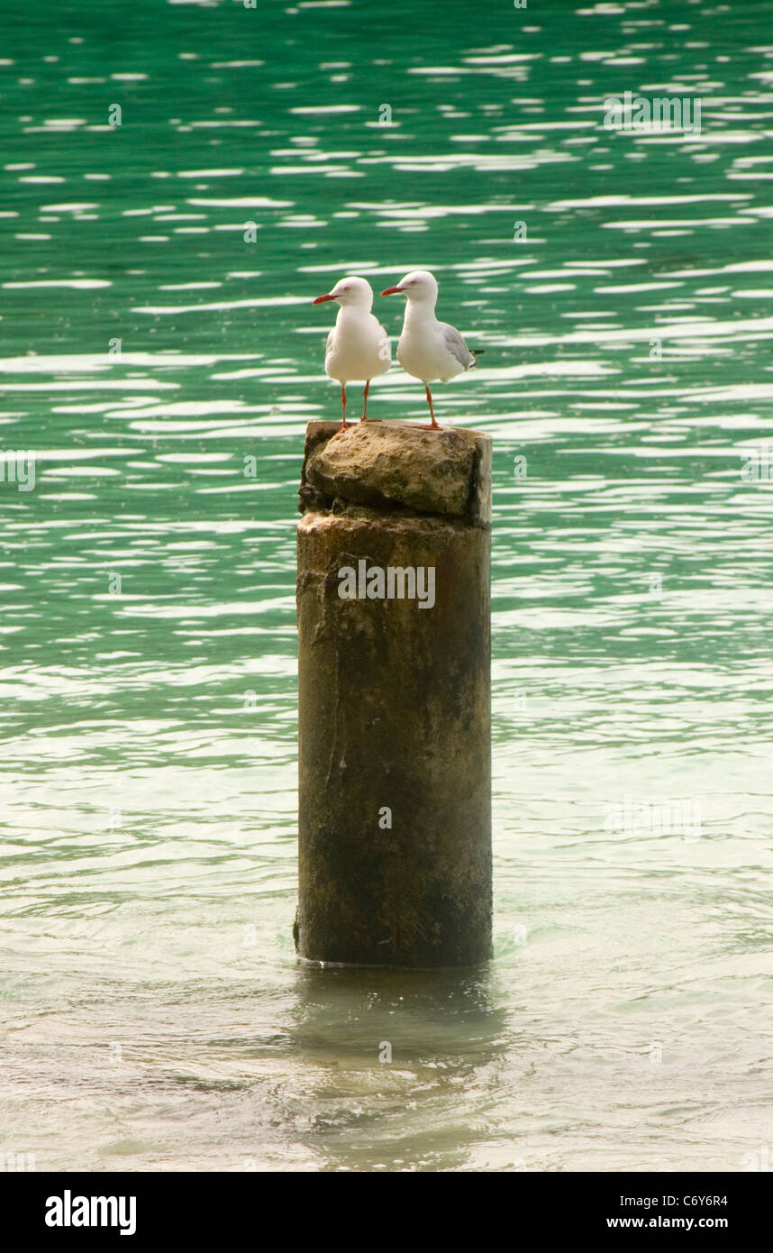 Couple of Sea Gulls resting on a tree stump, New Caledonia Stock Photo