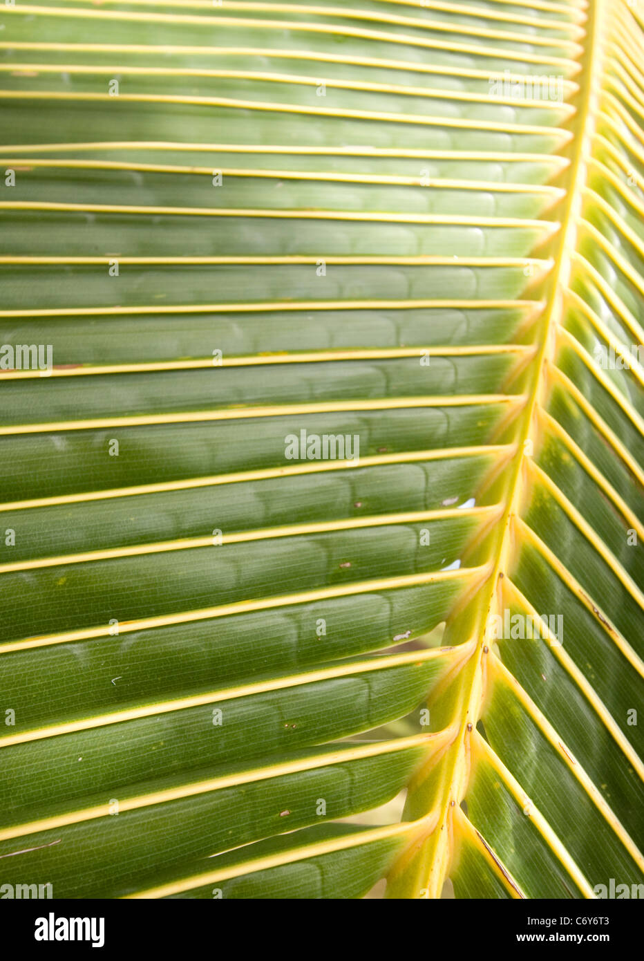 Palm tree leaf Stock Photo Alamy