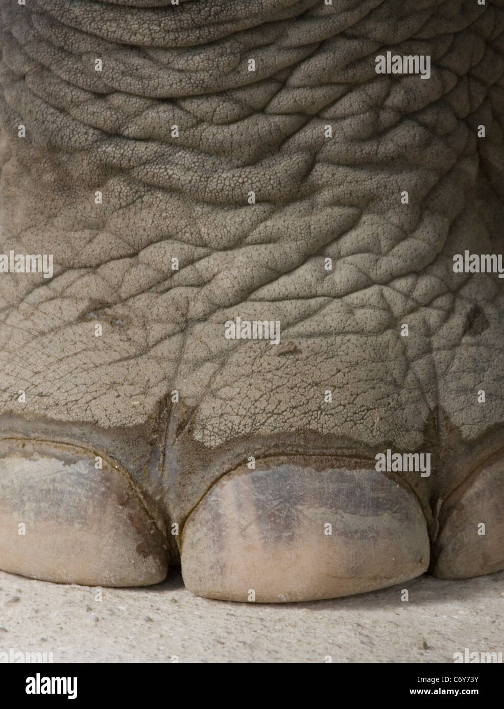 Elephant's toe nails Stock Photo