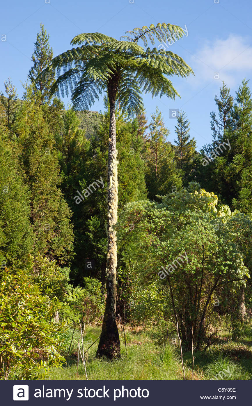 Fern Tree High Resolution Stock Photography and Images - Alamy