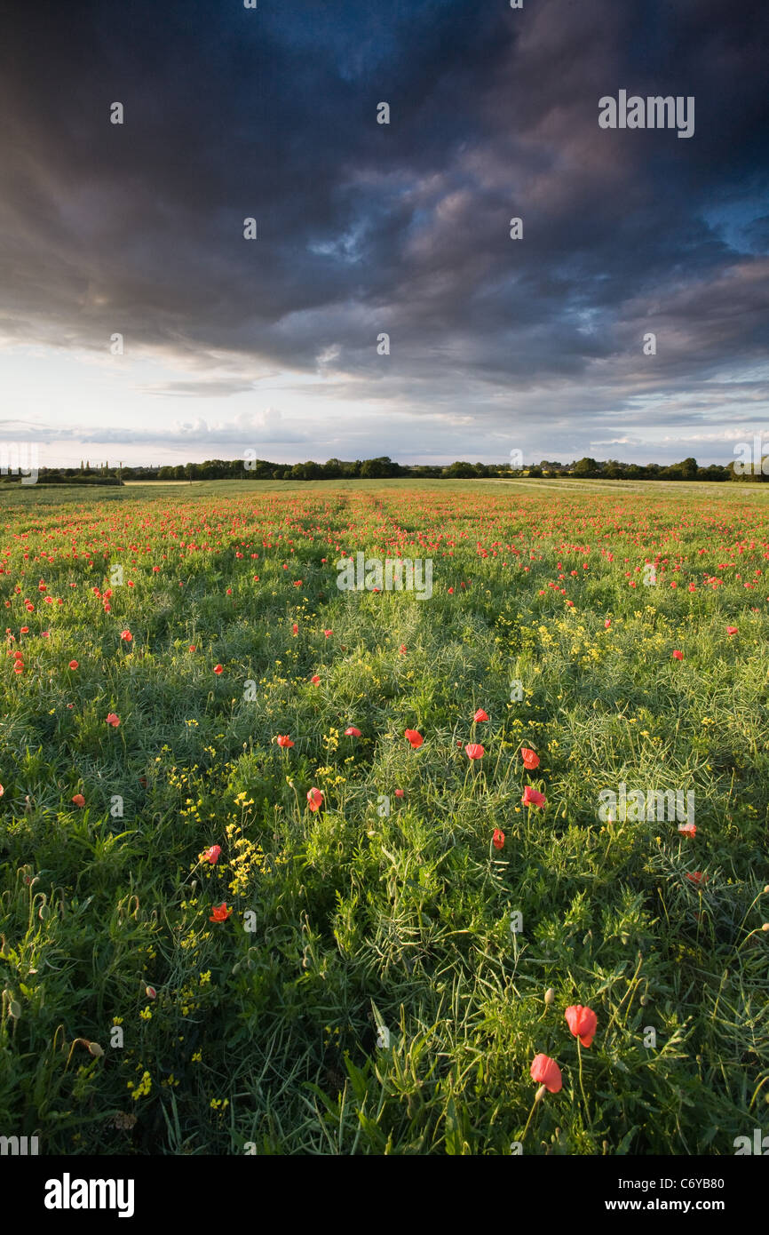 A field of poppies in the Lincolnshire countryside on a summer evening Stock Photo
