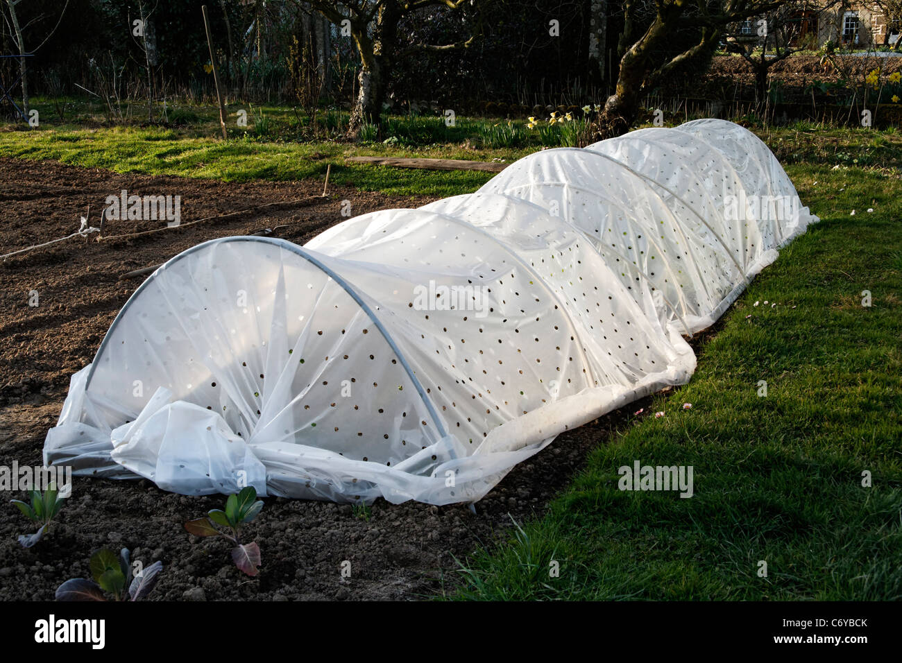 Poly-tunnel, protecting new seedlings on an allotment. Stock Photo