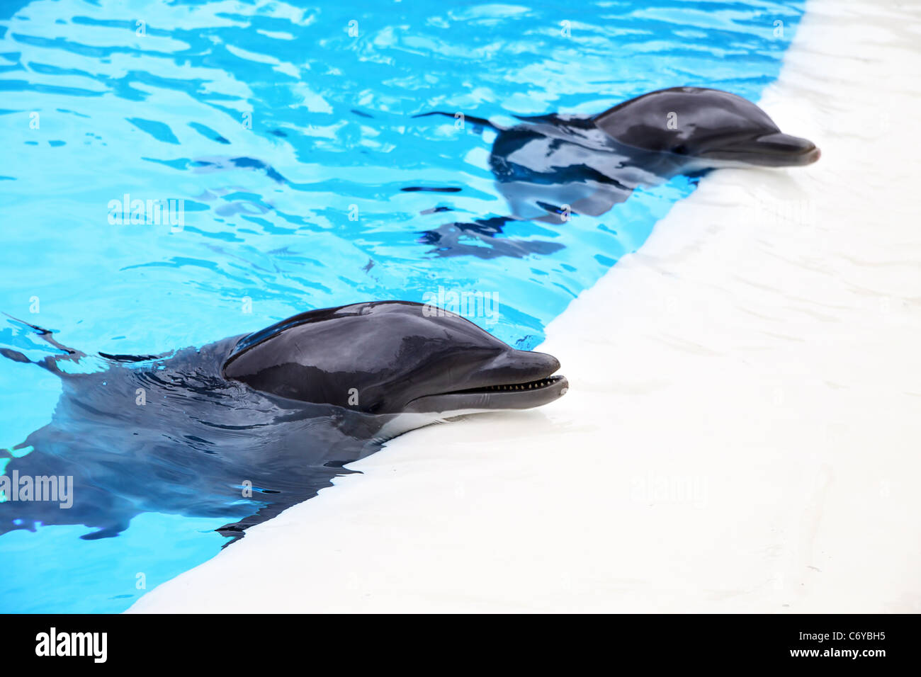 Two dolphins near the edge of pool Stock Photo