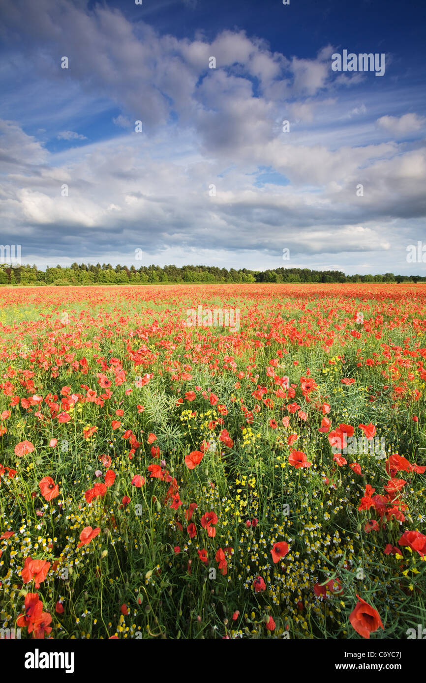 A field of poppies in the North Lincolnshire countryside on a summer afternoon Stock Photo